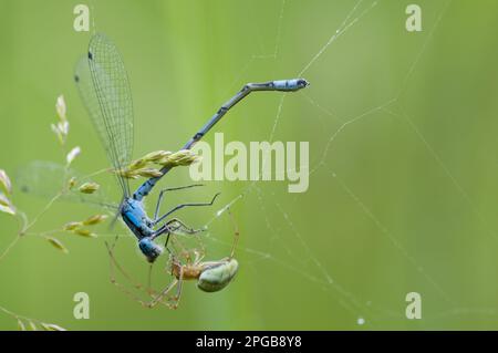 Common common stretch-spider (Tetragnatha extensa) adult, with adult male common blue common blue damselfly (Enallagma cyathigerum), prey caught in Stock Photo