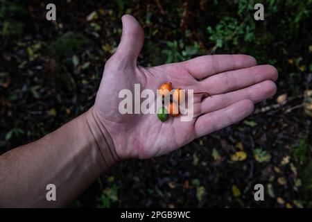 A hand holding the fruits of the pigeonwood tree, Hedycarya arborea, an endemic plant of Aotearoa New Zealand. From Fiordland National park. Stock Photo