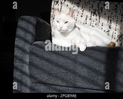 Mitzie the flamepoint Siamese Stock Photo