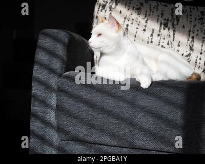 Mitzie the flamepoint Siamese Stock Photo