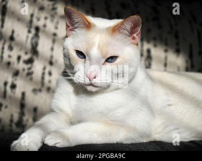 Mitzie the flamepoint Siamese Stock Photo