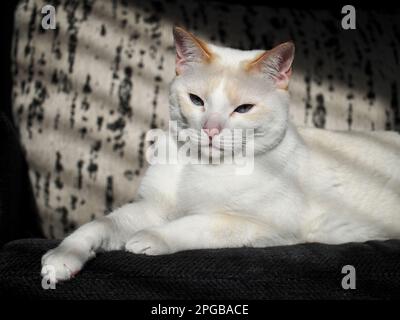 Mitzie the flamepoint Siamese Stock Photo