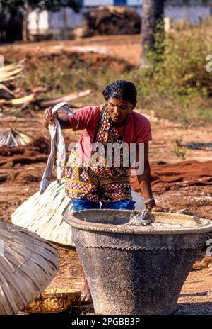 A woman in the process of drying fish in Bheemunipatnam near Visakhapatnam, Andhra Pradesh, South India, India, Asia Stock Photo