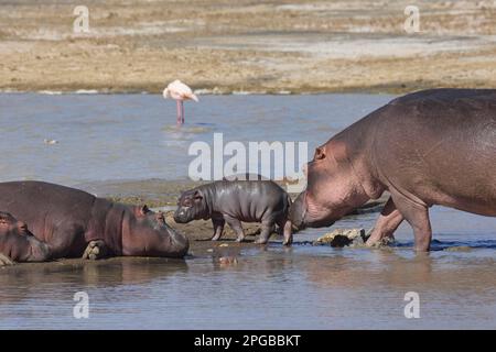 Hippos (Hippopotamus amphibius), hippopotamus, group, mother in shallow water pushing calf onto a headland, Lake Magadi, Ngorongoro Crater, UNESCO Stock Photo