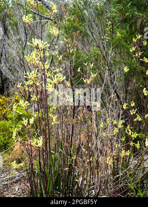 Tall Kangaroo Paw (anigozanthos flavidus) besides Bibbulmun Track on the way to Nuyts Wilderness, Western Australia, Australia Stock Photo