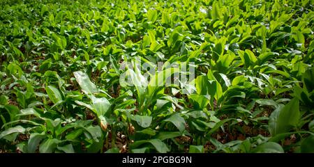 Wild garlic (Allium ursinum) green leaves in the beech forest. The plant is also known as ramsons, buckrams, broad-leaved garlic, wood garlic, bear le Stock Photo