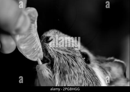 Guinea pig using front incisors to eat a tasty treat of an orange in held by hand.  Stock Photo