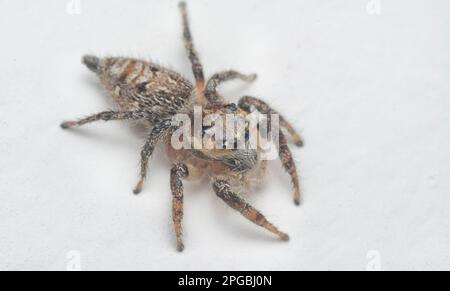 close shot of the brown wall jumping spider with white background. Stock Photo
