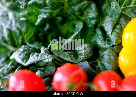 Caucasian Female Hands Slicing Organic Tomatoes Close Up - Female Caucasian hands close up slicing fresh organic red vine tomatoes part healthy lifestyle lunch. High quality footage Stock Photo