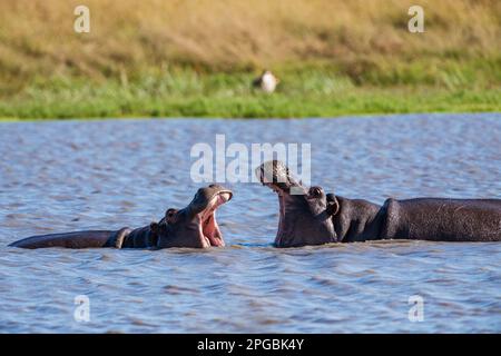 Hippo, Hippopotamus amphibius, seen fighting in Zimbabwe's Hwange National Park. Stock Photo