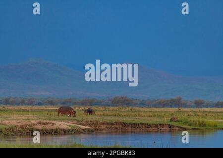 A large Hippopotamus can be seen grazing on the land in front of a rain storm in Zimbabwe's Mana Pools National Park. Stock Photo