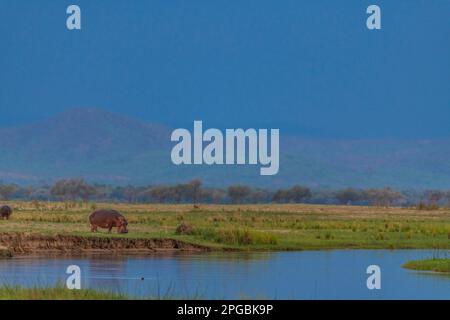 A large Hippopotamus can be seen grazing on the land in front of a rain storm in Zimbabwe's Mana Pools National Park. Stock Photo