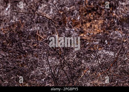 Burnt forest floor undergrowth with grass and ash, forest fire Stock Photo