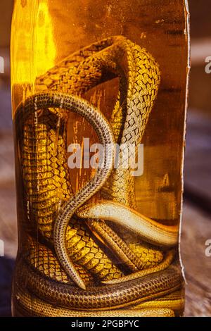 Alcoholic drink, tincture using a snake. Alcoholic drink infused with snake venom. Homemade alcohol with the addition of snake and herbs. A potion wit Stock Photo