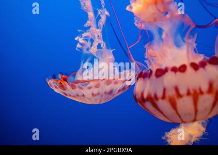 Two jellyfish in a clear blue water Stock Photo - Alamy
