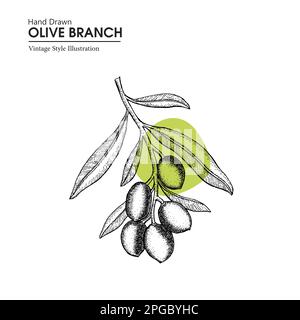 Hand drawn olive branch. Vector vintage botanical illustration of olive branch. New olive branch illustration template. Stock Vector