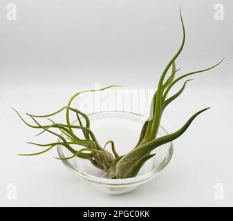 Tillandsia is a plant without roots. It absorbs its nutrients from the moisture present in the air. Plant care concept. Stock Photo