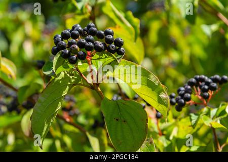 Cornus sanguinea is a perennial plant of the sod family. A tall shrub with small flowers and black inedible berries. Turf-well is grown as an ornament Stock Photo