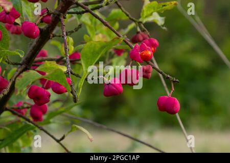 Euonymus europaeus, known as spindle, and also as European spindle and common spindle, is a deciduous shrub or small tree in the family Celastraceae. Stock Photo