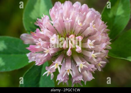 Macro shooting of Clover Trifolium pratense or trefoil flower herbal on blurred nature background in sunshine day at spring or summer season. Stock Photo