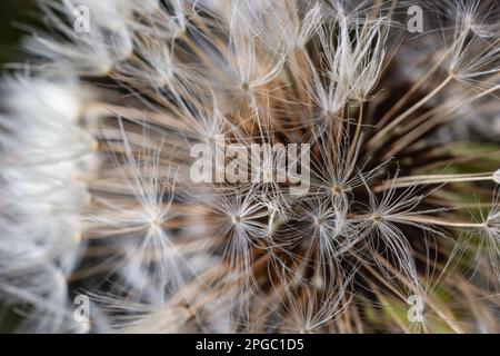 Dandelion abstract background. Beautiful white fluffy dandelions, dandelion seeds in sunlight. Blurred natural green spring background, macro, selecti Stock Photo