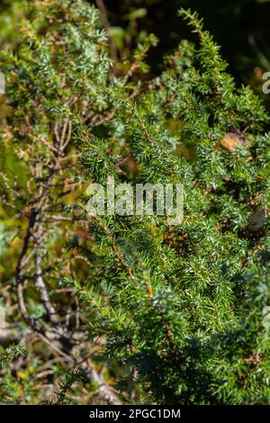 Juniperus communis, the common juniper, is a species of conifer in the family Cupressaceae. branches of common juniper Juniperus communis on a green b Stock Photo