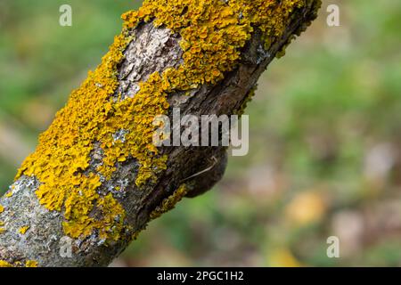 Orange lichen, Xanthoria parietina, growing on tree bark. Stock Photo