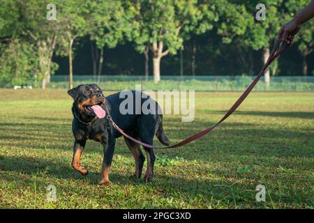 Portrait of handsome Rottweiler dog standing on the field. Stock Photo