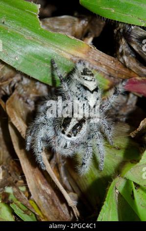 Close up view of Hyllus diardi Jumping Spider on the leaf with ...