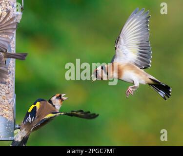 European Goldfinches [ Carduelis carduelis ] fighting at garden feeder Stock Photo