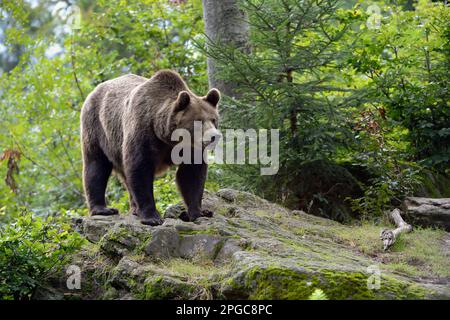 European Brown Bear,  large bear species found across Eurasia, massive and strong animal, standing on rocks in a forest. Stock Photo