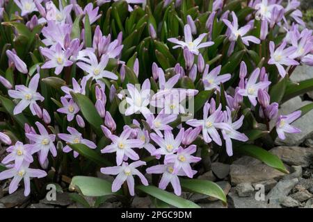 Glory-of-the-snow, Chionodoxa 'Pink Giant', Scilla, Rockery, Garden, Early spring, Hardy, Flowers, Cluster Stock Photo