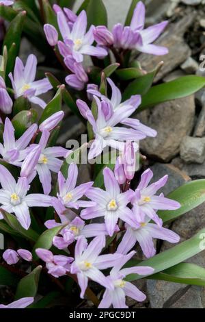 Forbes Glory of the Snow, Scilla forbesii, Chionodoxa, Spring, Rock Garden, Pink, Flowers Stock Photo