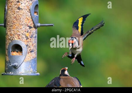 European Goldfinches [ Carduelis carduelis ] fighting at garden feeder Stock Photo