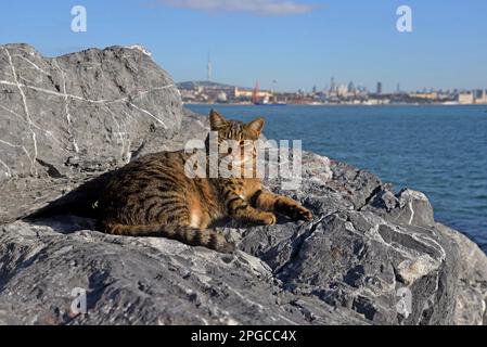 Stray cat enjoying the sun on rocks by the Bosphorus,  in Istanbul, Turkey Stock Photo