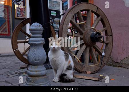 Stray cat on the steet in Istanbul, Turkey Stock Photo