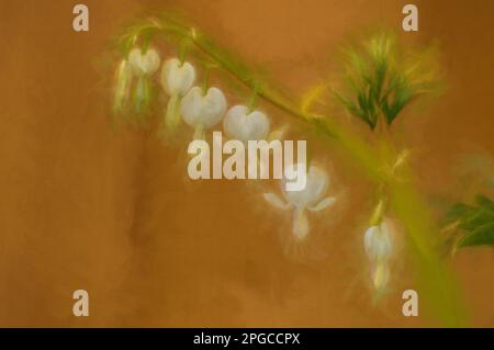 Digital painting of a beautiful string of white bleeding hearts in flower in a natural environment. Stock Photo