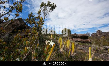 Vegetation with bromeliads (Brocchinia reducta) and Maguireothamnus speciosus flower on the plateau of the table mountain Auyan tepui, Venezuela Stock Photo