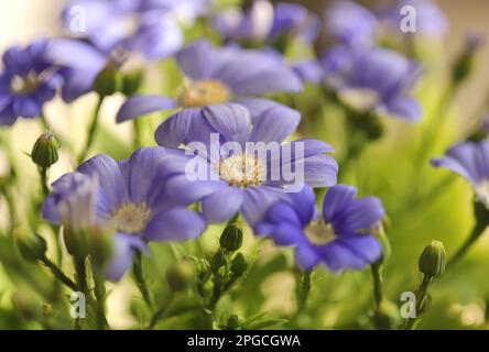 Flowers in the garden, Florist's Cineraria (Pericallis x Hybrida) Stock Photo