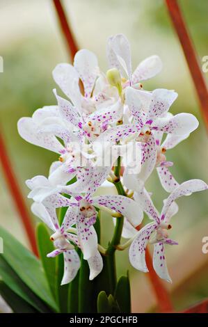 Rhynchostylis gigantea orchid, White violet orchids flower Stock Photo