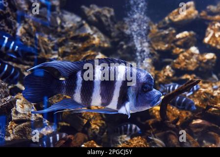 Cyphotilapia frontosa. Underwater close up view of tropical fishes. Life in ocean Stock Photo