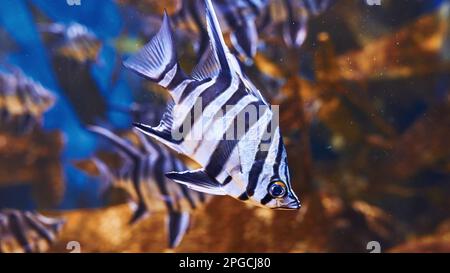 Enoplosus armatus. Underwater close up view of tropical fishes. Life in ...