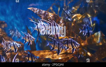 Enoplosus armatus. Underwater close up view of tropical fishes. Life in ...
