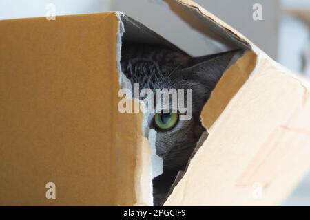 The tabby cat hides behind a cardboard box and looks terrified at the camera. Stock Photo