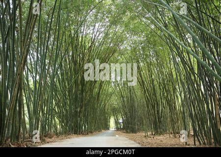 Bamboo forest in spring season day time,  in the countryside of Mekong Delta Vietnam Stock Photo