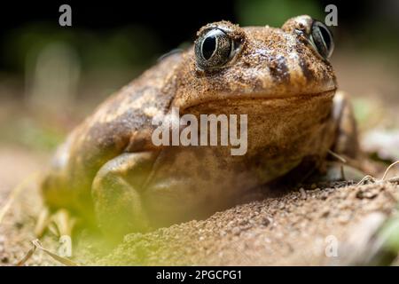 Closeup of small brown Pelobates cultripes toad with big eyes sitting on ground in blurred background Stock Photo