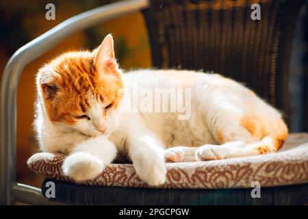 Adorable fluffy cat lying on soft chair and looking down Stock Photo