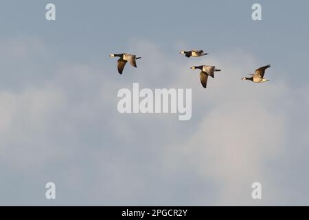 group of barnacle geese (branta leucopsis) in flight in cloudy sky Stock Photo
