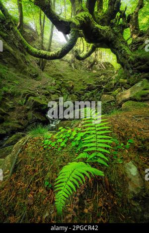 Picturesque view of forest surrounded by growing lush trees and moss covered rocks in daylight Stock Photo