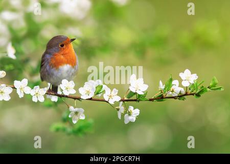 bird robin sitting on cherry branches with white flowers on a sunny spring day Stock Photo